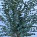 Eukalyptus (Eucalyptus) ´GUNNII´ - výška 80-100 cm, kont. C10L (-13°C)